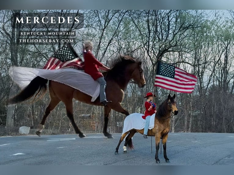 Kentucky Mountain Saddle Horse Klacz 10 lat 150 cm Jelenia in Princeton, WV