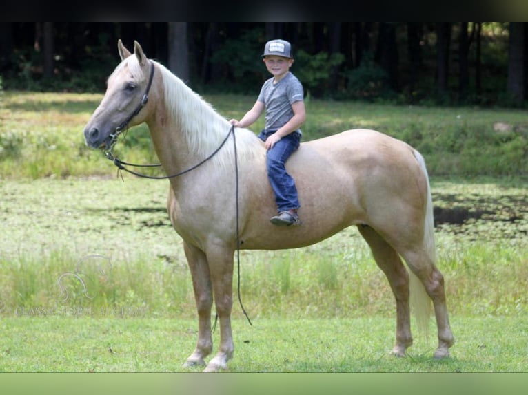 Kentucky Mountain Saddle Horse Klacz 15 lat 152 cm in Whitley City, KY
