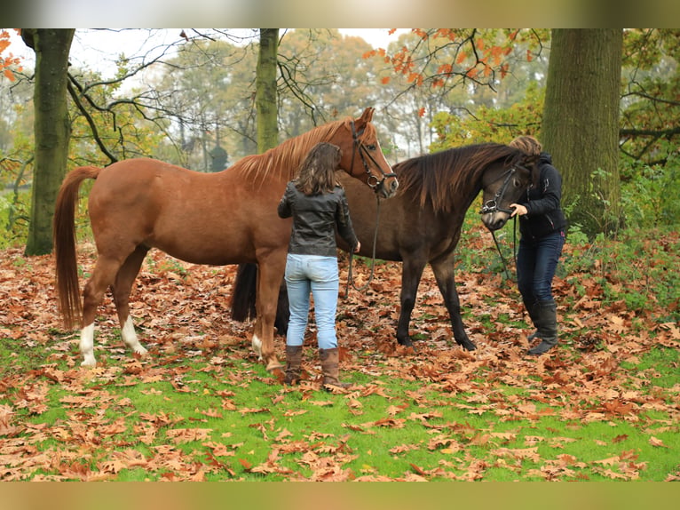 Kentucky Mountain Saddle Horse Klacz 16 lat 152 cm Jelenia in Milsbeek