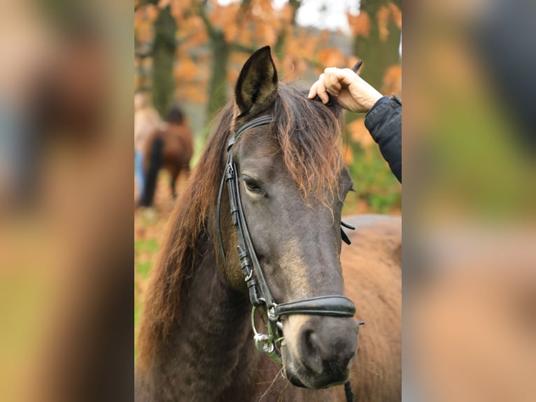 Kentucky Mountain Saddle Horse Klacz 16 lat 152 cm Jelenia in Milsbeek