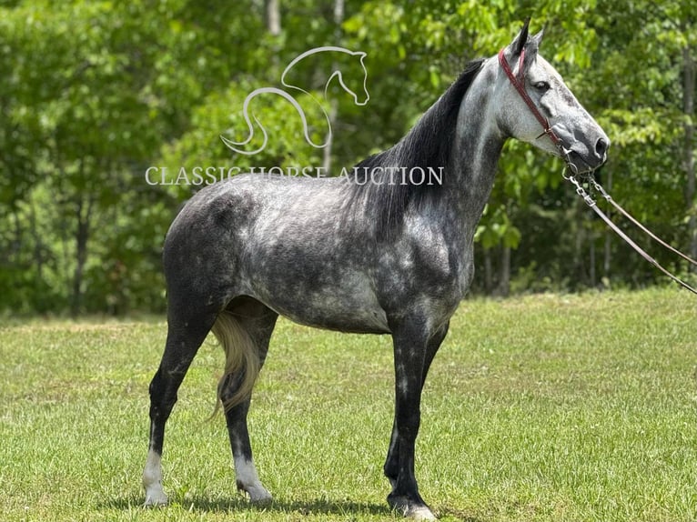 Kentucky Mountain Saddle Horse Klacz 4 lat 152 cm Siwa in Whitley City, KY