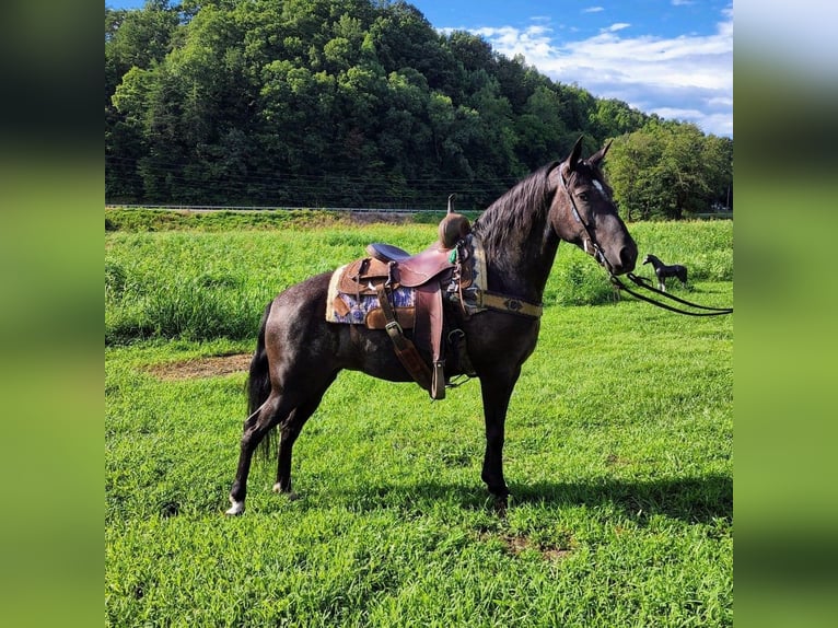 Kentucky Mountain Saddle Horse Klacz 7 lat 150 cm Siwa in West Liberty KY