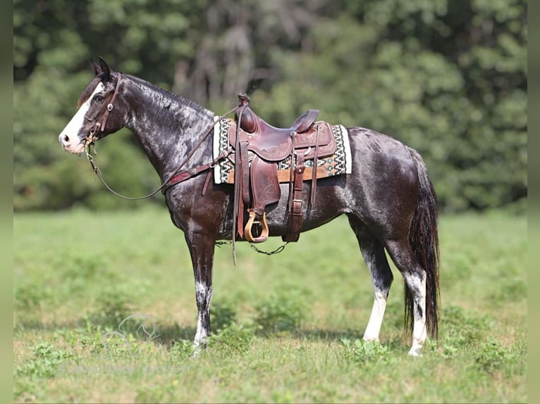 Kentucky Mountain Saddle Horse Klacz 7 lat 152 cm Siwa in Gerald, MO