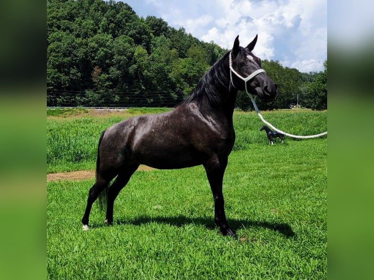 Kentucky Mountain Saddle Horse Klacz 8 lat 150 cm Siwa in West Liberty KY