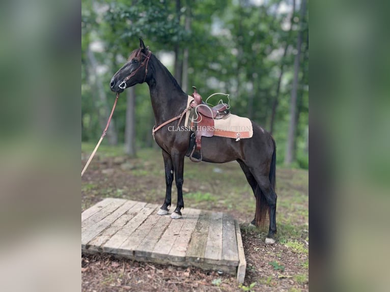 Kentucky Mountain Saddle Horse Mare 10 years 15 hh Black in Jeffersonville, KY