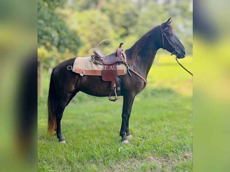 Kentucky Mountain Saddle Horse Mare 10 years 15 hh Black in Jeffersonville, KY