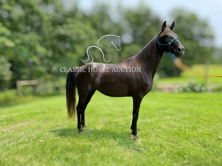 Kentucky Mountain Saddle Horse Mare 10 years 15 hh Black in Jeffersonville, KY