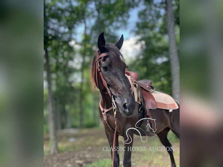 Kentucky Mountain Saddle Horse Mare 10 years 15 hh Black in Jeffersonville, KY