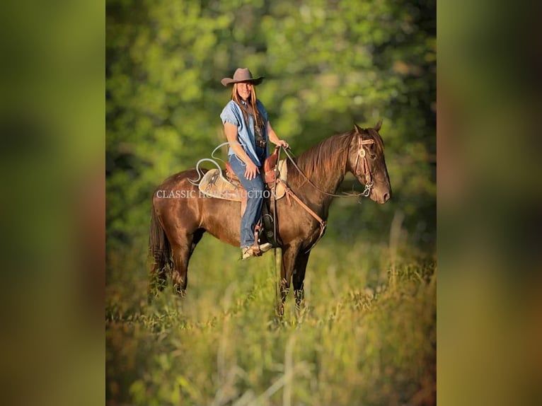 Kentucky Mountain Saddle Horse Mare 10 years 15 hh Black in Jeffersonville, KY