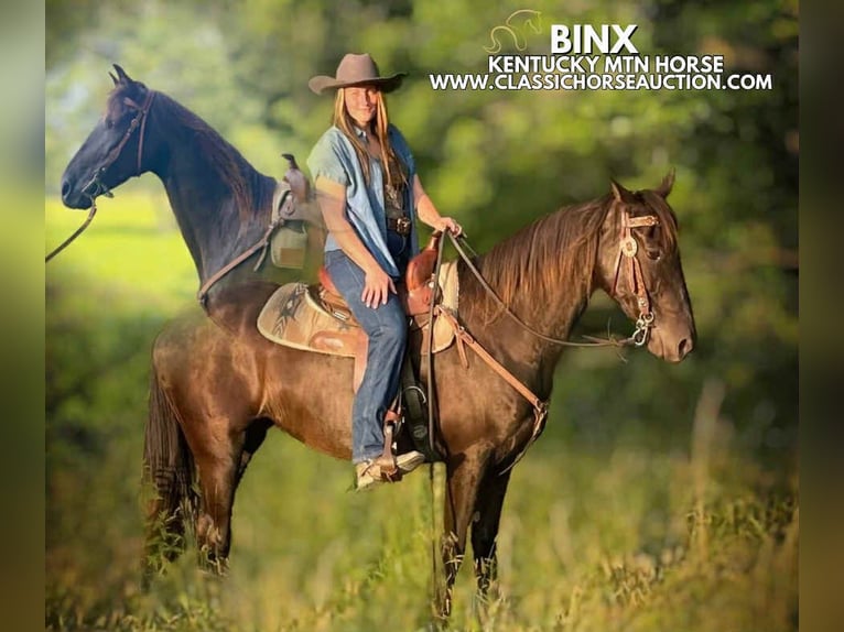 Kentucky Mountain Saddle Horse Mare 10 years 15 hh Black in Jeffersonville, KY