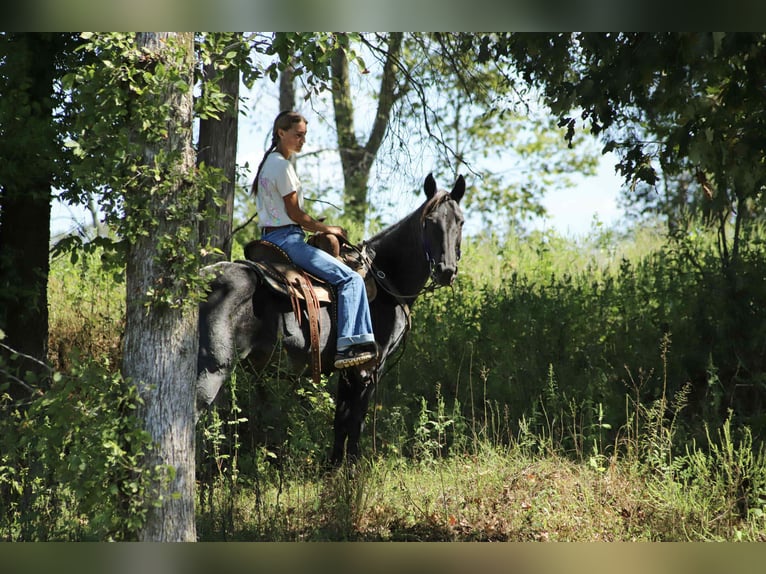 Kentucky Mountain Saddle Horse Mare 12 years 14,2 hh Roan-Blue in Sedalia