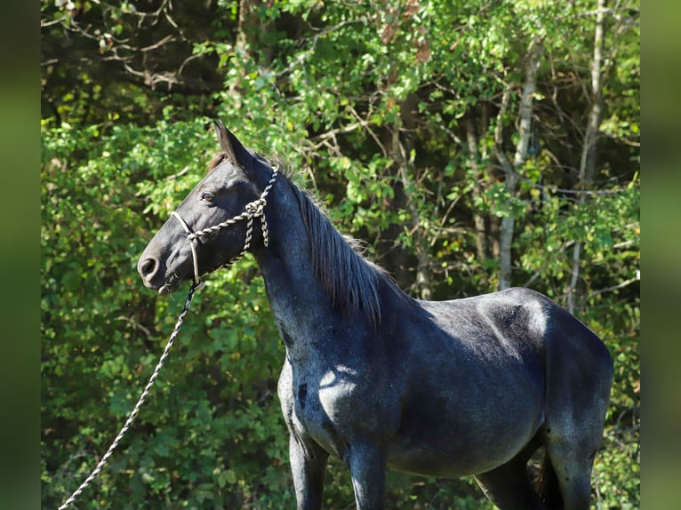 Kentucky Mountain Saddle Horse Mare 12 years 14,2 hh Roan-Blue in Sedalia Kentucky Mountain Saddle Horse Mare 12 years 14,2 hh Roan-Blue in Sedalia