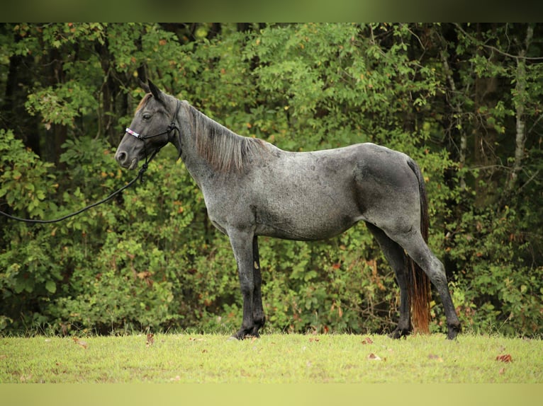 Kentucky Mountain Saddle Horse Mare 12 years 14,2 hh Roan-Blue in Sedalia Kentucky Mountain Saddle Horse Mare 12 years 14,2 hh Roan-Blue in Sedalia