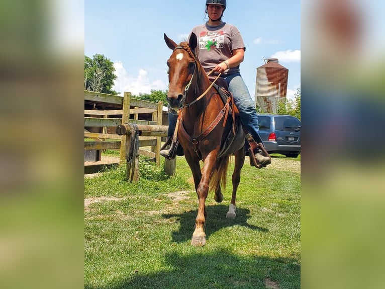 Kentucky Mountain Saddle Horse Mix Mare 13 years 14 hh Brown in Baltimore