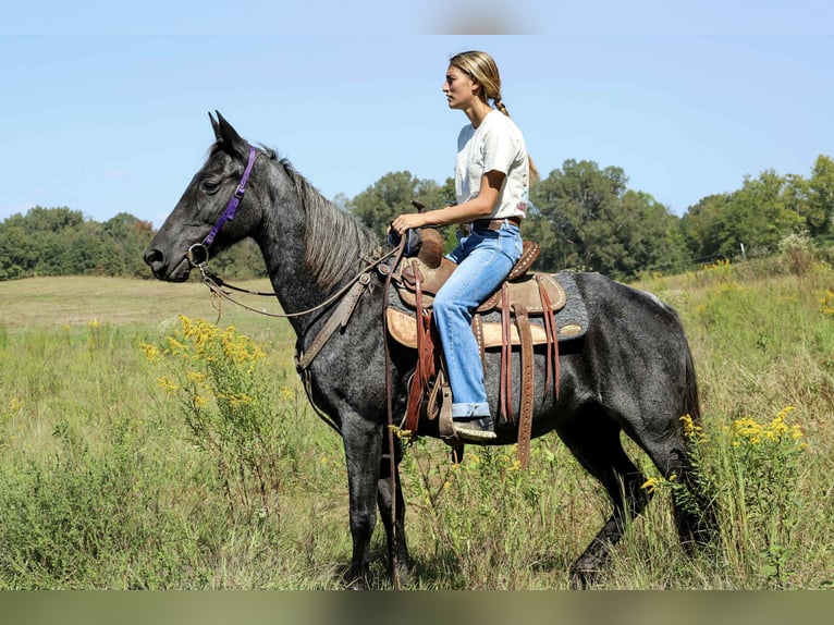 Kentucky Mountain Saddle Horse Mare 13 years 14,2 hh Roan-Blue in Sedalia