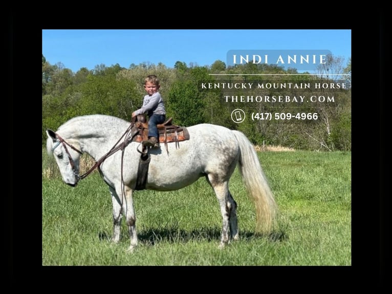 Kentucky Mountain Saddle Horse Mare 14 years 14,1 hh Gray in Whitley City, KY