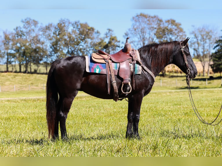 Kentucky Mountain Saddle Horse Mare 14 years 14 hh Black in Hillsboro