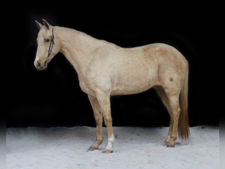 Kentucky Mountain Saddle Horse Mare 14 years Palomino in Whitley City, KY