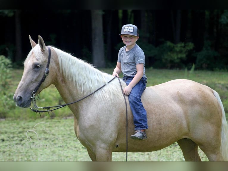 Kentucky Mountain Saddle Horse Mare 15 years 15 hh Palomino in Whitley City, KY