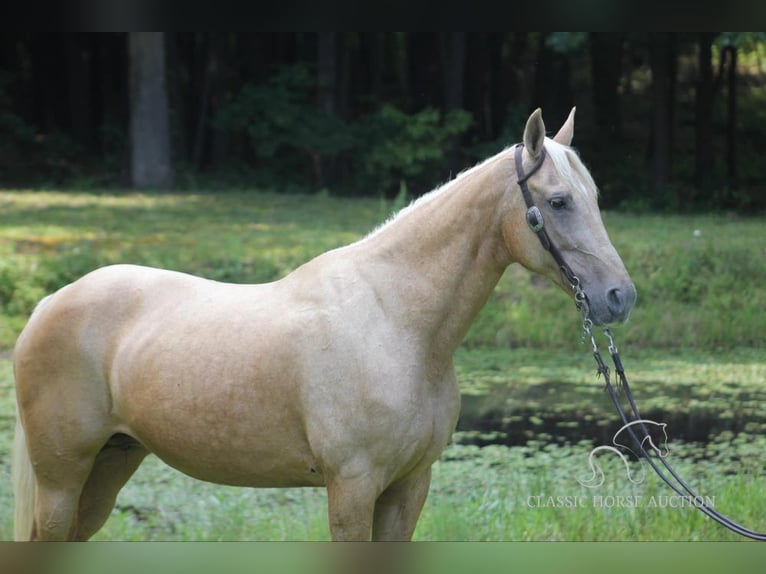 Kentucky Mountain Saddle Horse Mare 15 years 15 hh Palomino in Whitley City, KY