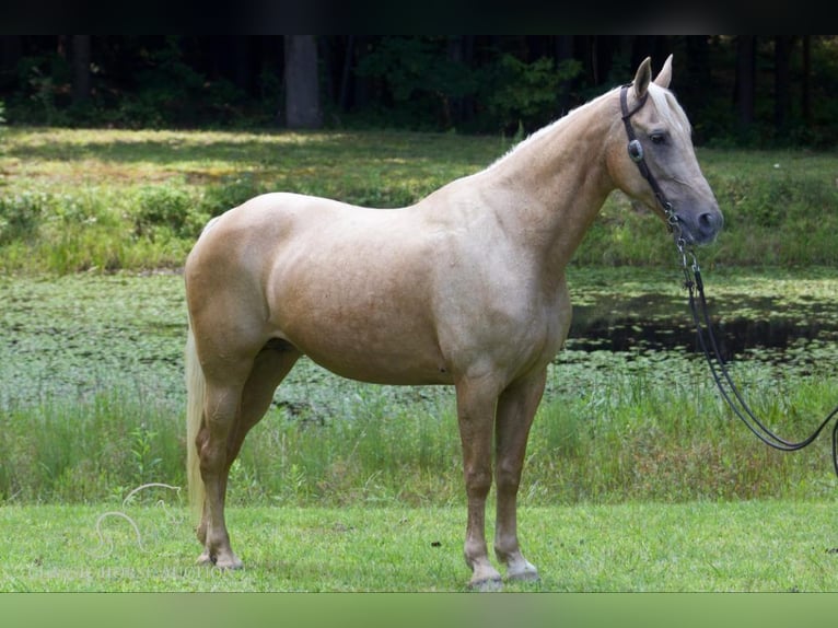 Kentucky Mountain Saddle Horse Mare 15 years 15 hh Palomino in Whitley City, KY