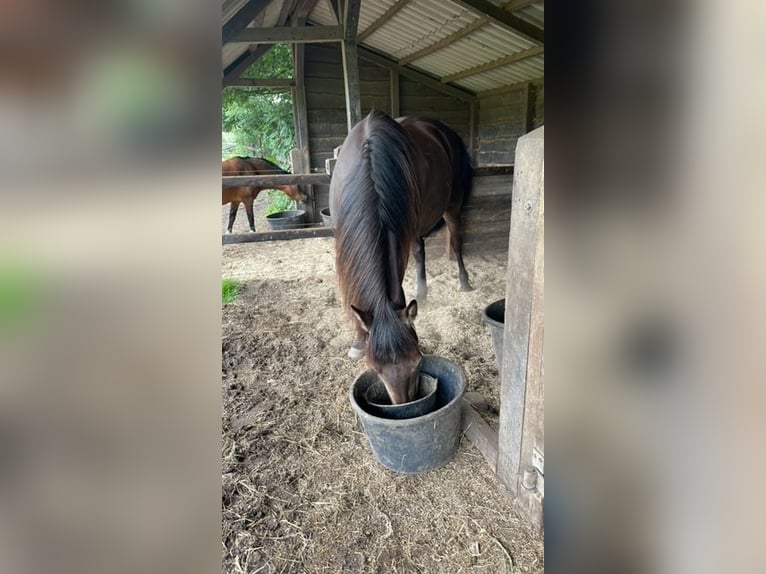 Kentucky Mountain Saddle Horse Mare 16 years 14.3 hh Buckskin in Milsbeek