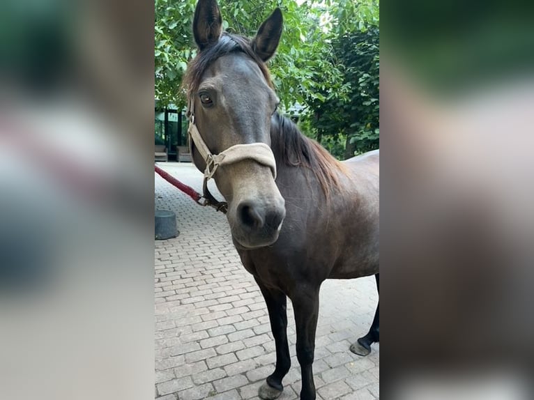 Kentucky Mountain Saddle Horse Mare 16 years 14.3 hh Buckskin in Milsbeek