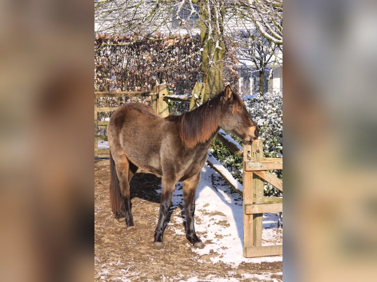 Kentucky Mountain Saddle Horse Mare 16 years 14.3 hh Buckskin in Milsbeek