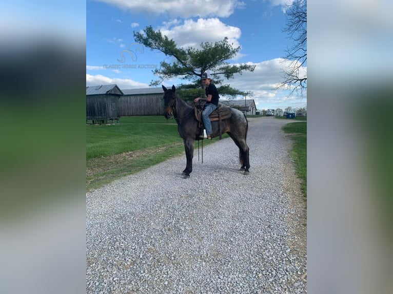 Kentucky Mountain Saddle Horse Mare 4 years 14 hh Roan-Blue in Lawrenceburg, KY