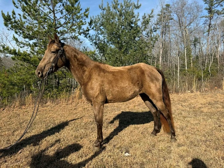 Kentucky Mountain Saddle Horse Mare 4 years 15 hh Bay in Whitley City