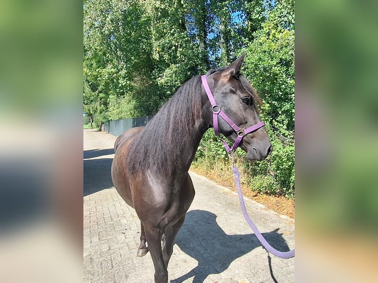 Kentucky Mountain Saddle Horse Mare 4 years 15 hh Black in Bechenheim