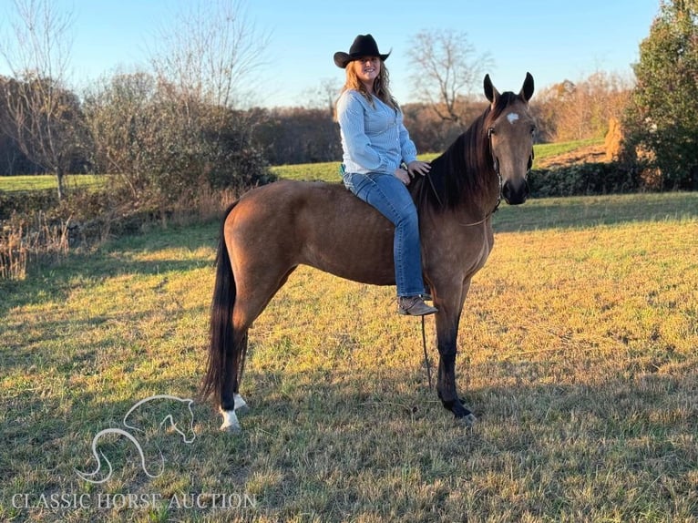 Kentucky Mountain Saddle Horse Mare 4 years 15 hh Buckskin in Parkers Lake