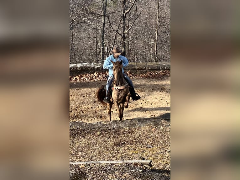 Kentucky Mountain Saddle Horse Mare 4 years 15 hh Champagne in Whitley City