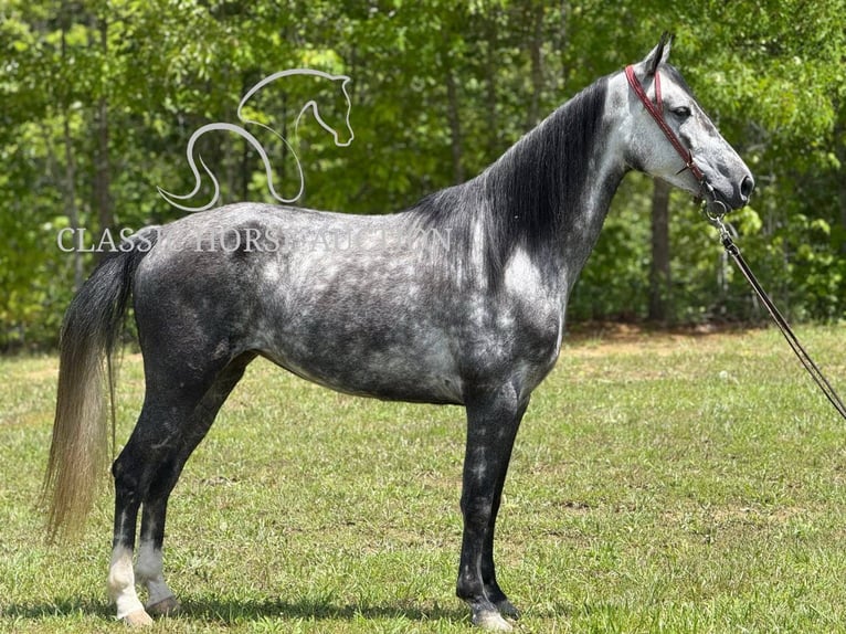 Kentucky Mountain Saddle Horse Mare 4 years 15 hh Gray in Whitley City, KY