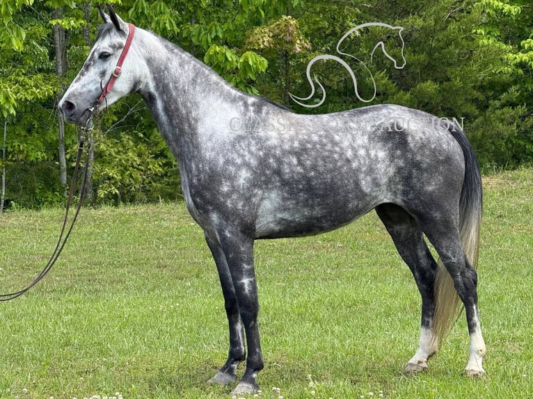 Kentucky Mountain Saddle Horse Mare 4 years 15 hh Gray in Whitley City, KY