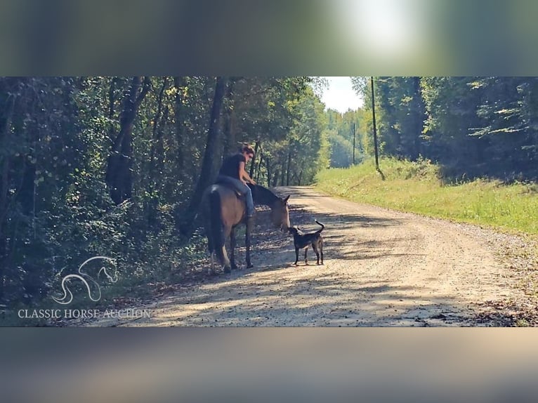 Kentucky Mountain Saddle Horse Mare 5 years 15 hh Buckskin in Gillsville, GA