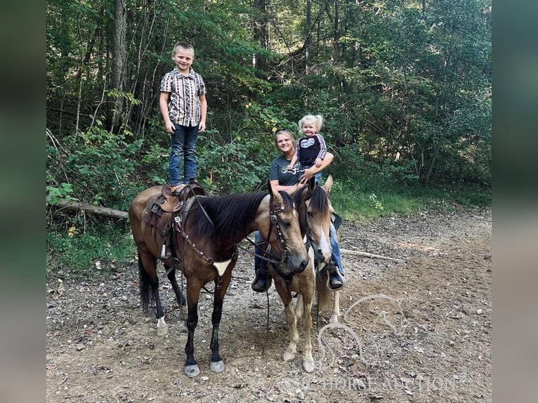 Kentucky Mountain Saddle Horse Mare 5 years 15 hh Buckskin in Parkers Lake