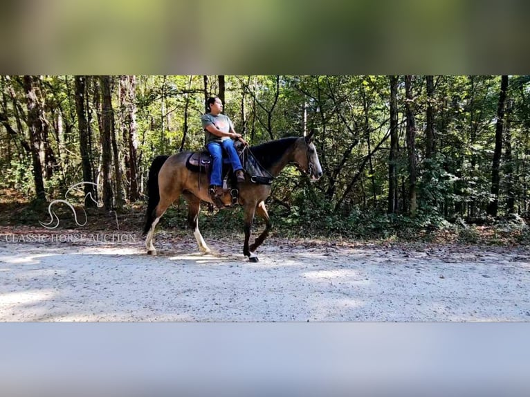 Kentucky Mountain Saddle Horse Mare 6 years 15 hh Buckskin in Gillsville, GA