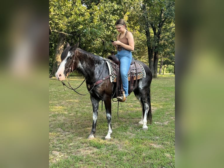 Kentucky Mountain Saddle Horse Mare 8 years 15 hh Grey in Gerald, MO