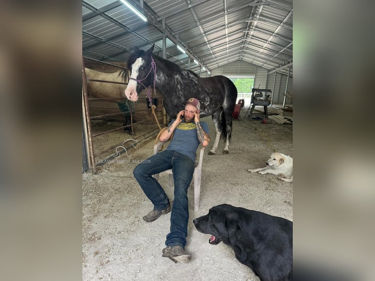 Kentucky Mountain Saddle Horse Mare 8 years 15 hh Grey in Gerald, MO