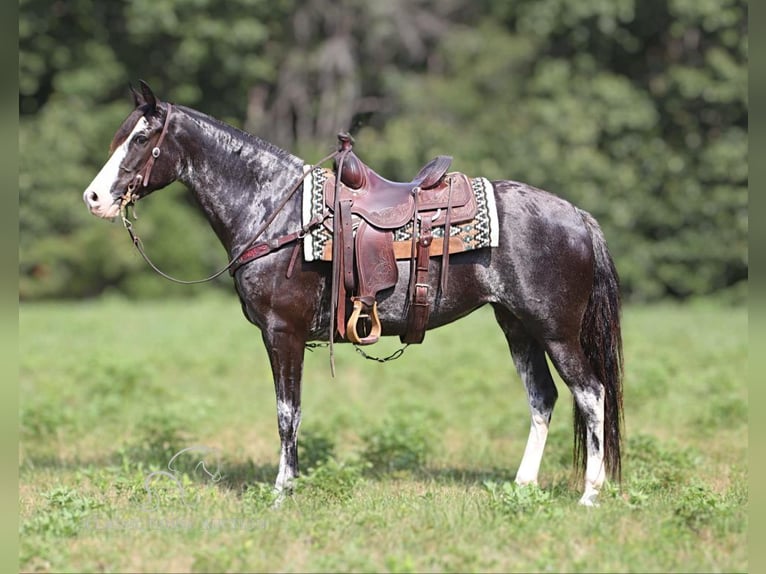 Kentucky Mountain Saddle Horse Mare 8 years 15 hh Grey in Gerald, MO