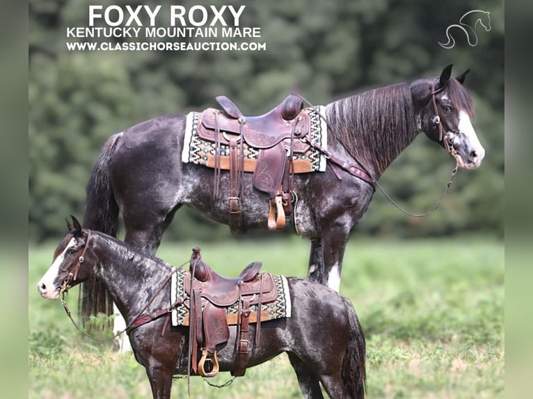 Kentucky Mountain Saddle Horse Mare 8 years 15 hh Grey in Gerald, MO