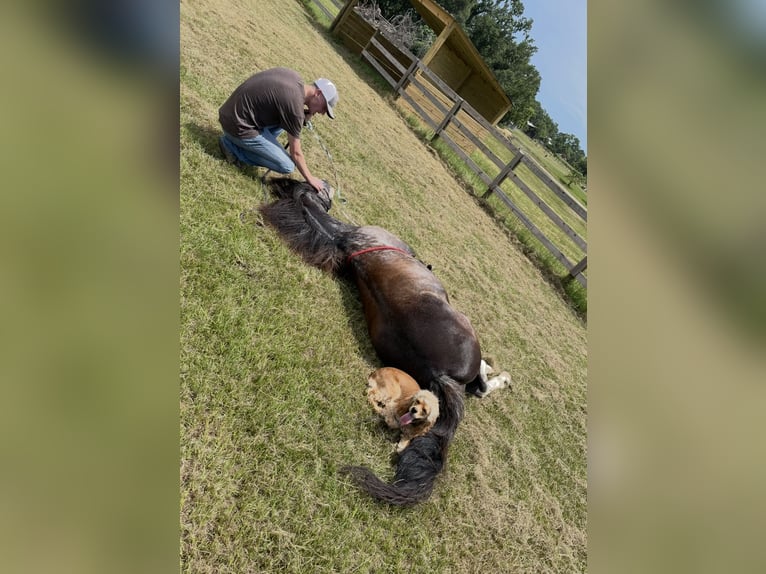 Kentucky Mountain Saddle Horse Mare 9 years 15 hh Pinto in Warrenton