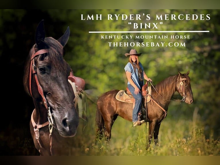 Kentucky Mountain Saddle Horse Merrie 10 Jaar 152 cm Zwart in Jeffersonville, KY