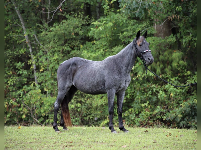 Kentucky Mountain Saddle Horse Merrie 13 Jaar 147 cm Roan-Blue in Sedalia