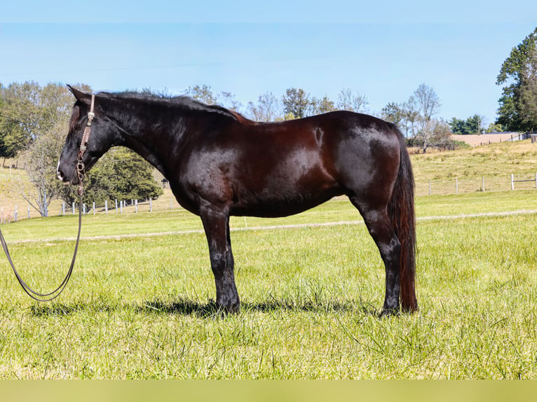 Kentucky Mountain Saddle Horse Merrie 14 Jaar 142 cm Zwart in Hillsboro