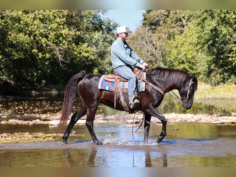 Kentucky Mountain Saddle Horse Merrie 14 Jaar 142 cm Zwart in Hillsboro
