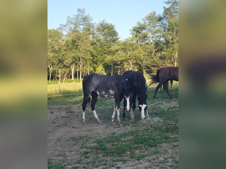 Kentucky Mountain Saddle Horse Mix Merrie 2 Jaar Sabino in Smethport