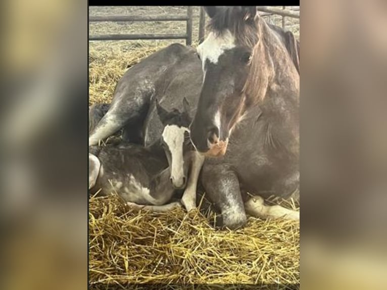 Kentucky Mountain Saddle Horse Mix Merrie 2 Jaar Sabino in Smethport