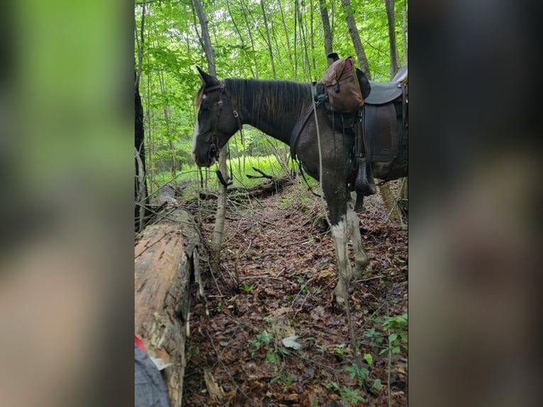 Kentucky Mountain Saddle Horse Mix Merrie 2 Jaar Sabino in Smethport